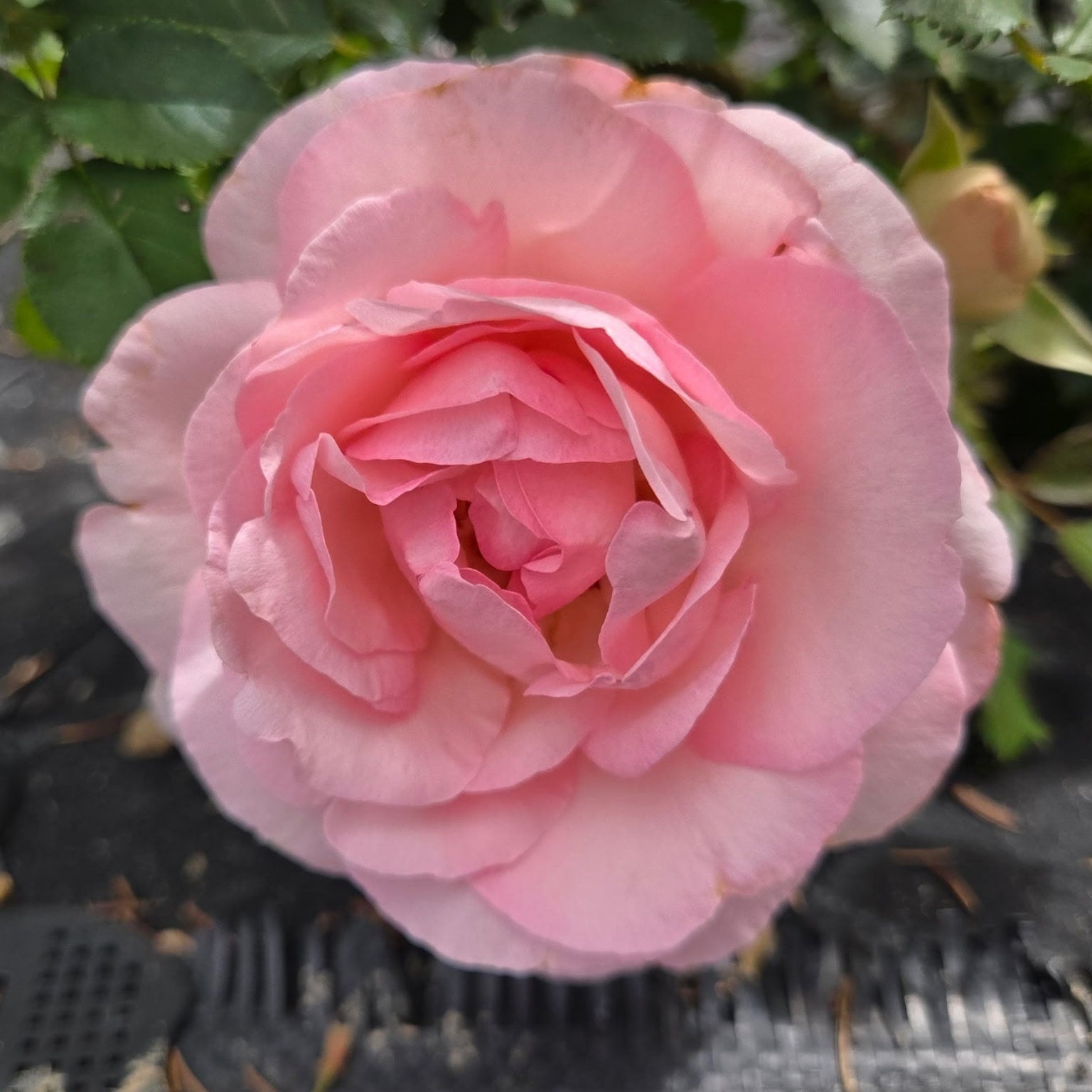 Eden Climber (per stem)