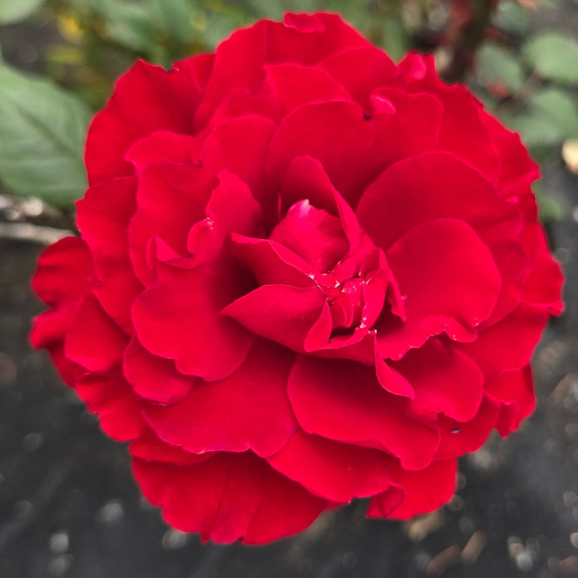 Lady in Red (per stem)