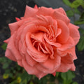 Heavenly Scented (per stem)