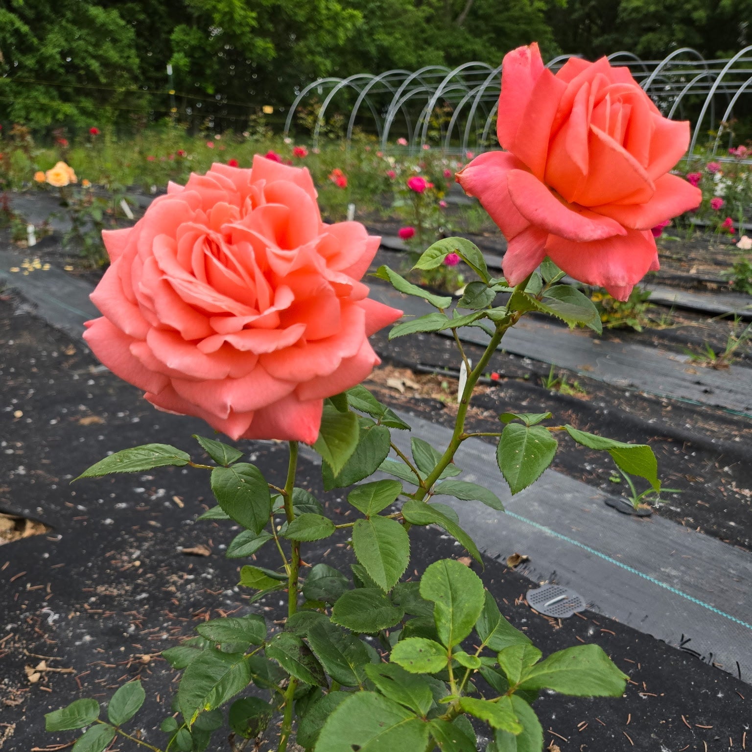 Heavenly Scented (per stem)