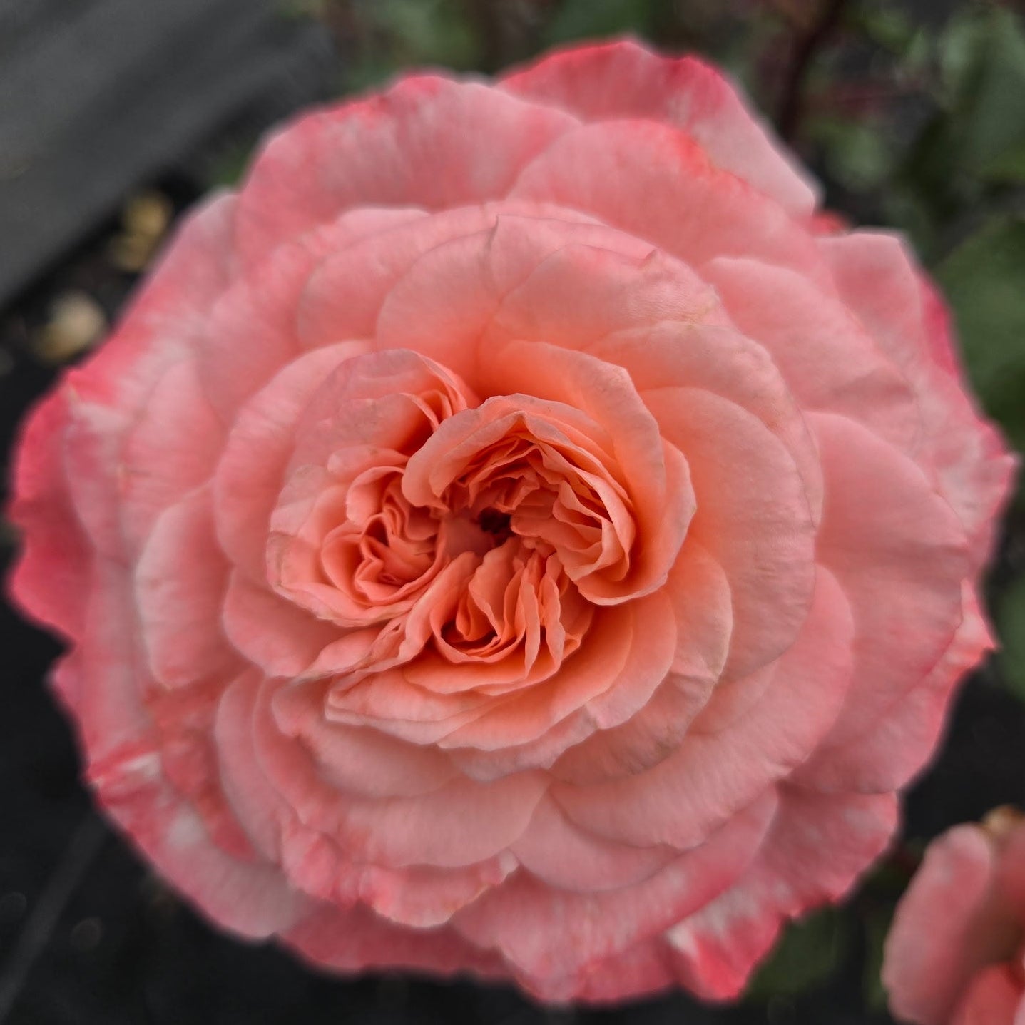 Savannah (per stem)