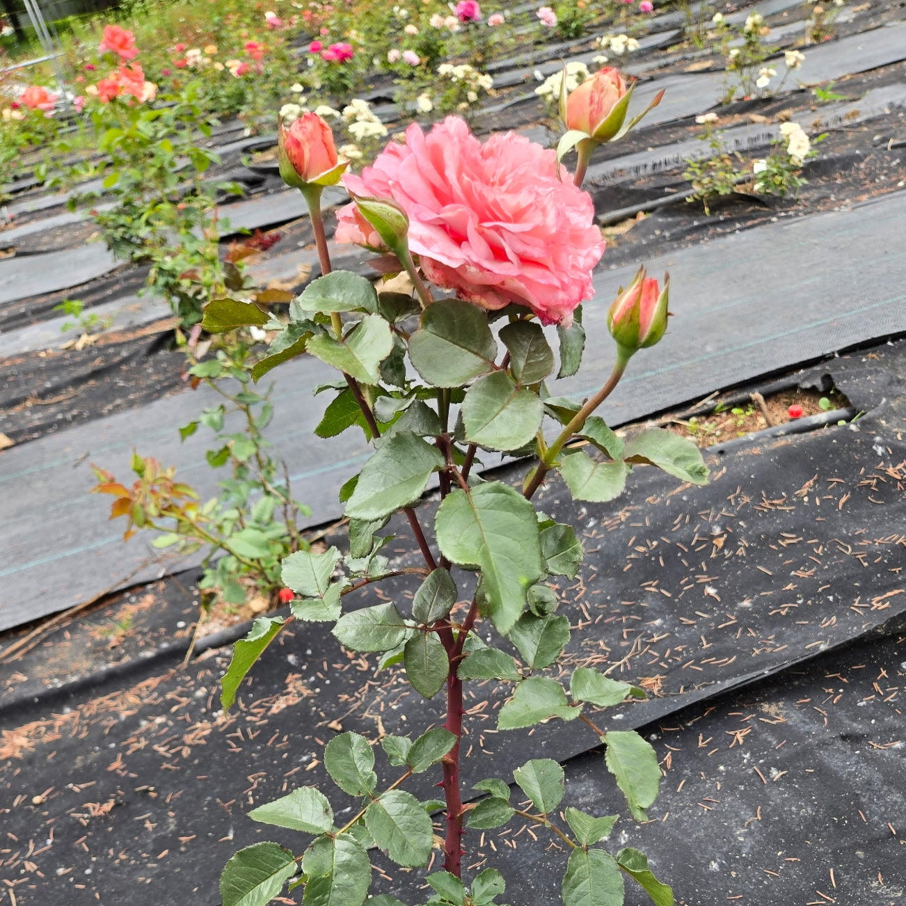 Savannah (per stem)