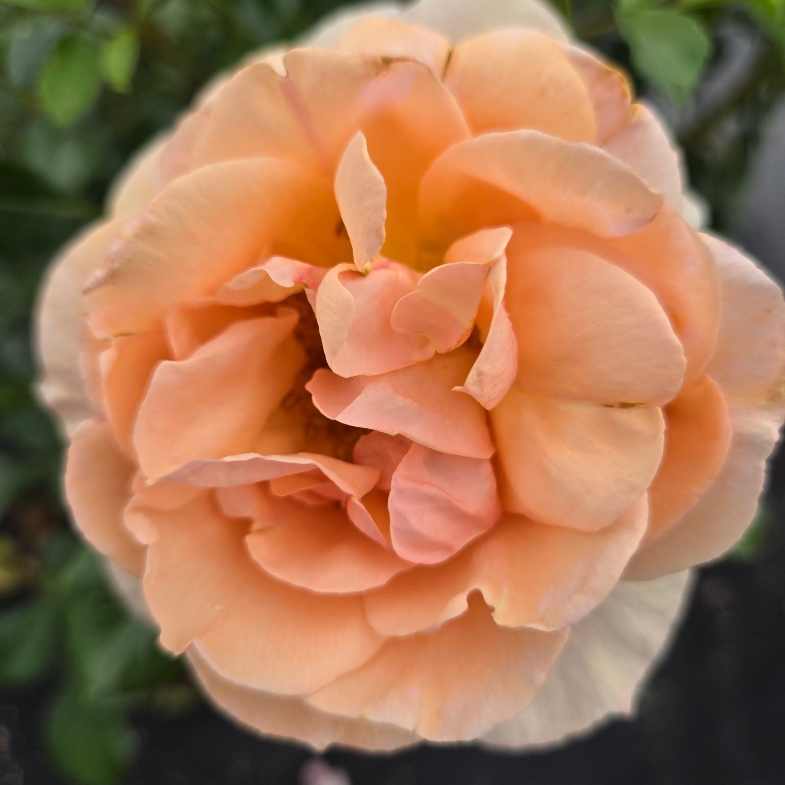 Cream Veranda (per stem)
