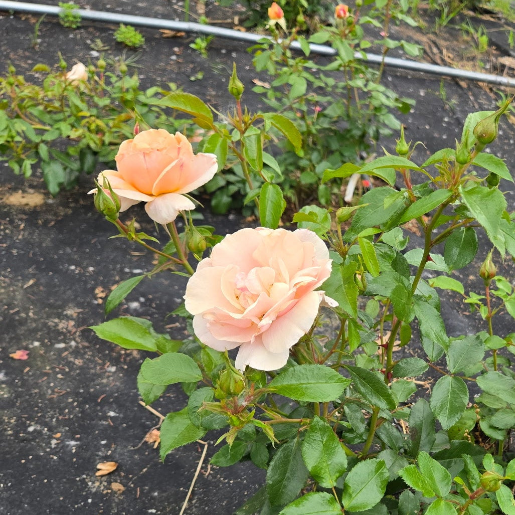 Cream Veranda (per stem)