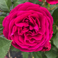 Celestial Night (per stem)