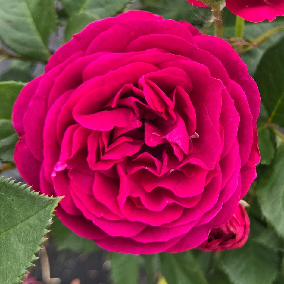 Celestial Night (per stem)