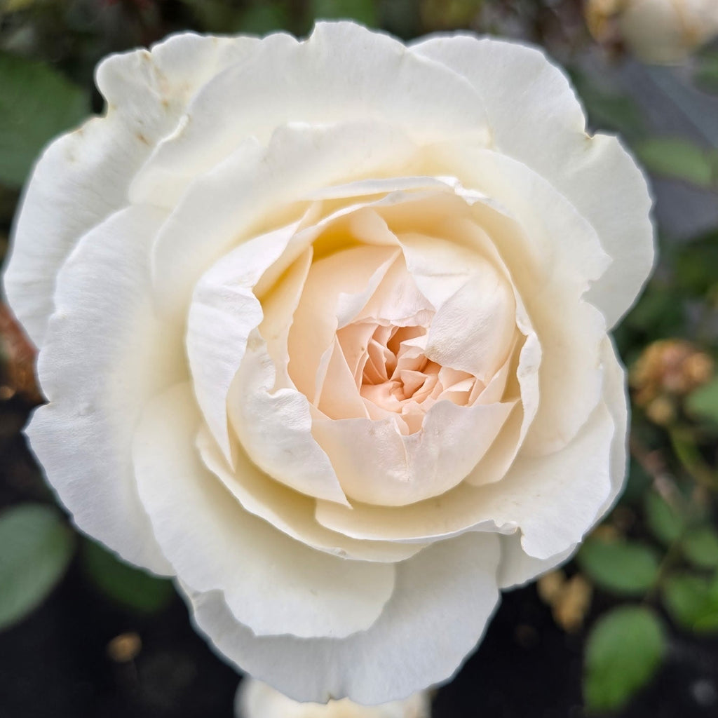 Bolero (per stem)