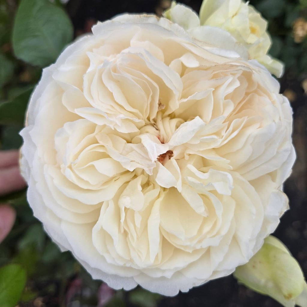 Bolero (per stem)