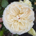 Bolero (per stem)