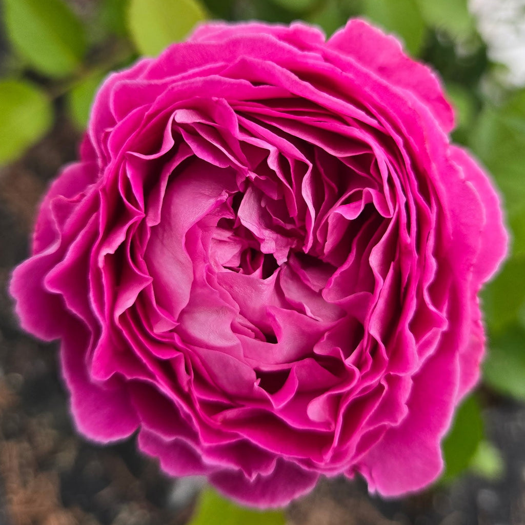Raspberry Cupcake (per stem)