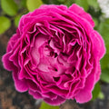 Raspberry Cupcake (per stem)
