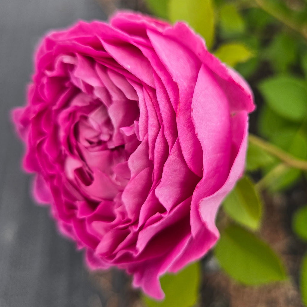 Raspberry Cupcake (per stem)