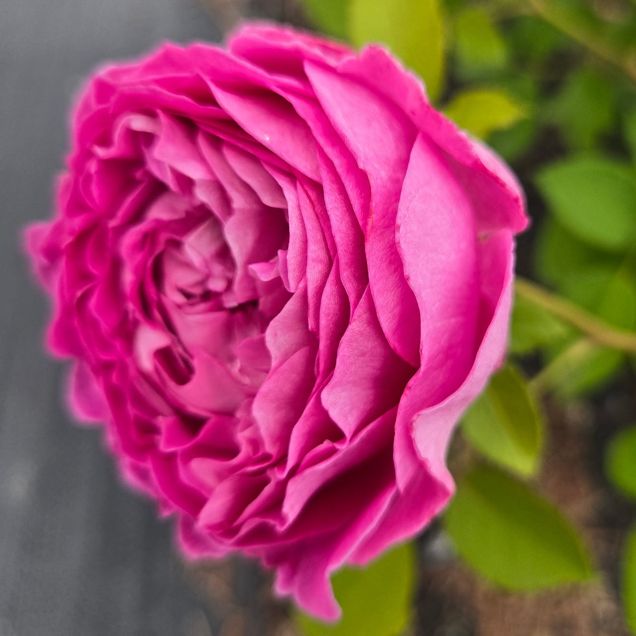 Raspberry Cupcake (per stem)