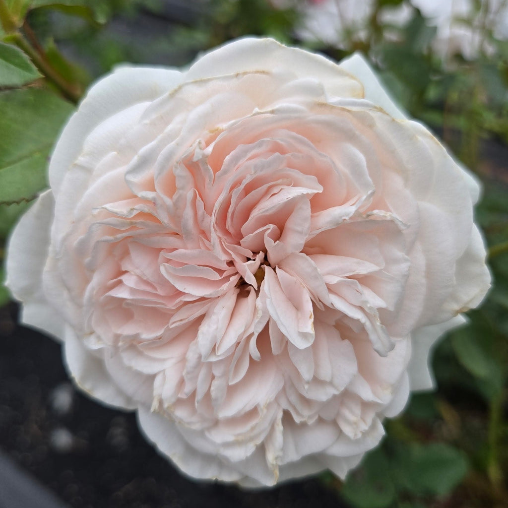Honeymoon (per stem)