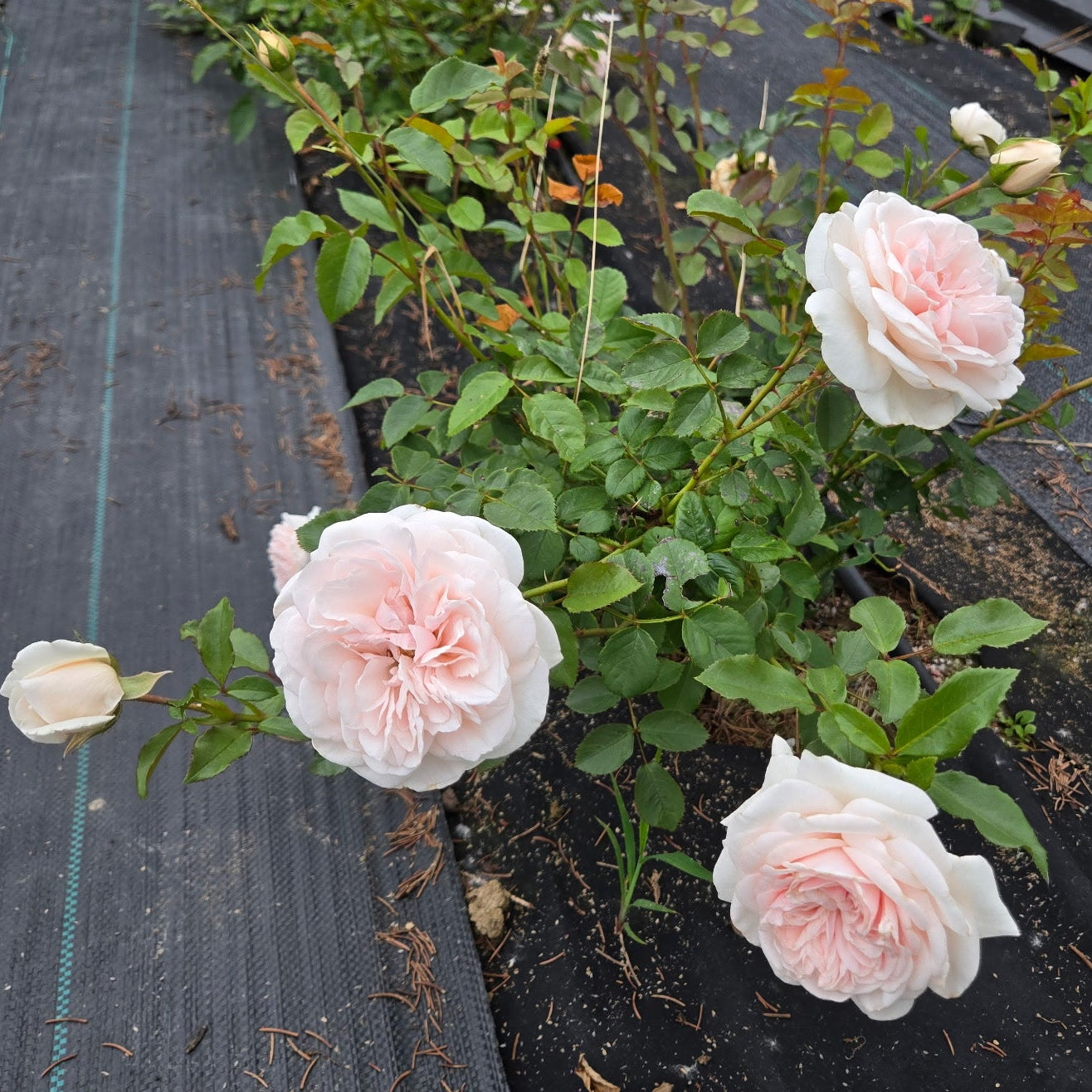 Honeymoon (per stem)