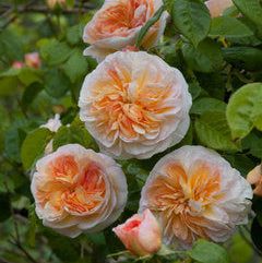 Marianne (per stem)