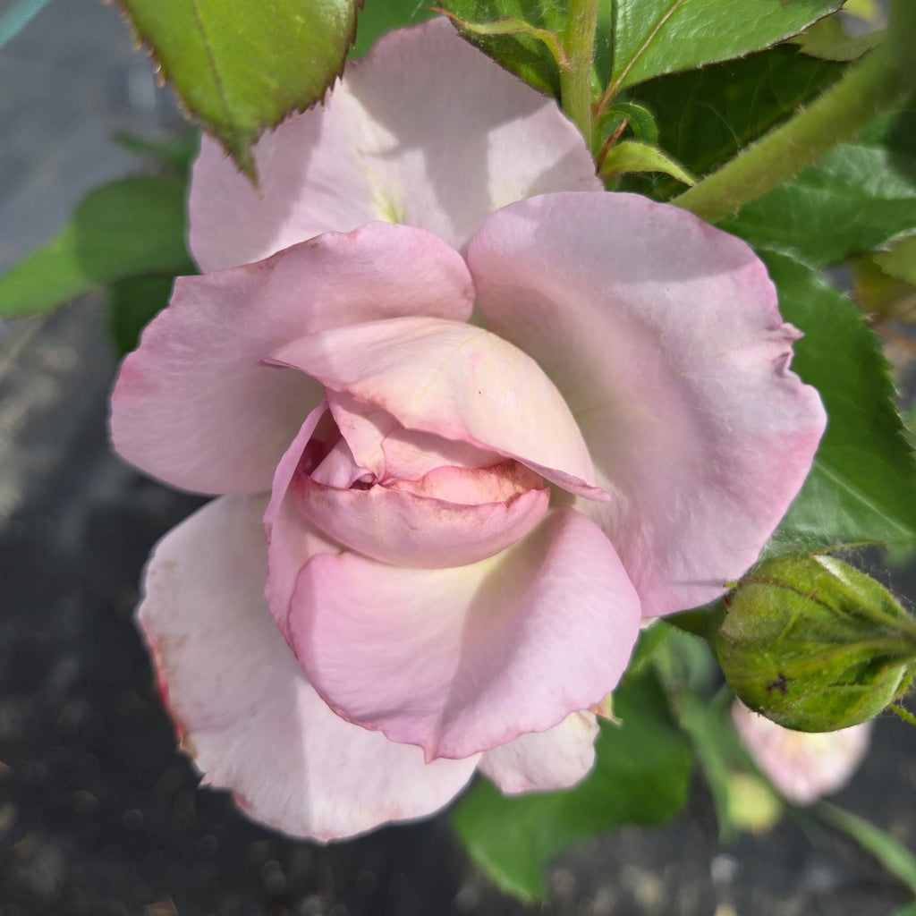 Silver Lining (per stem)