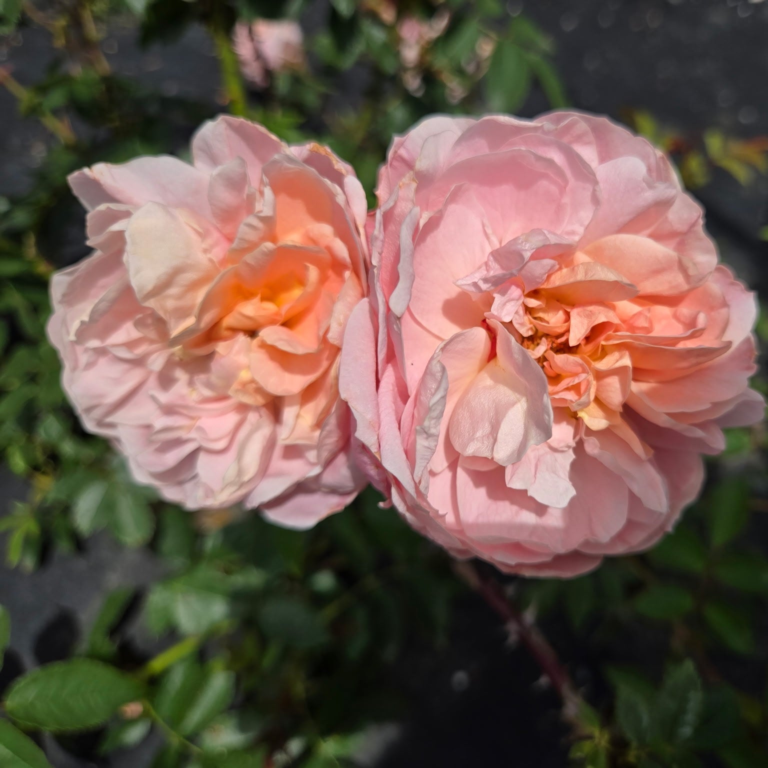 Colette (per stem)