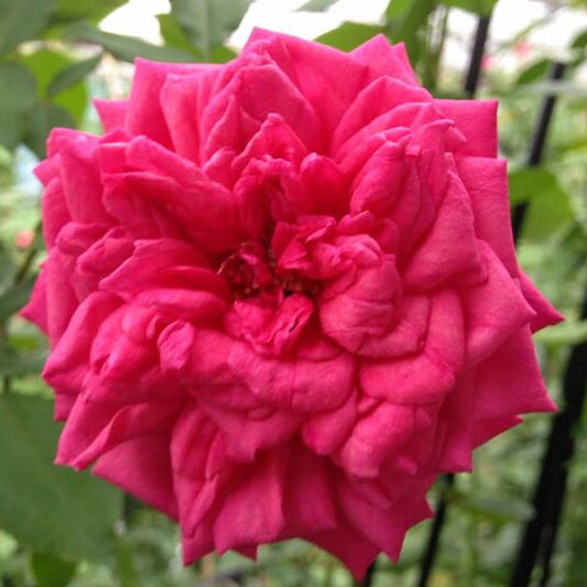 Won Fang Yon (per stem)