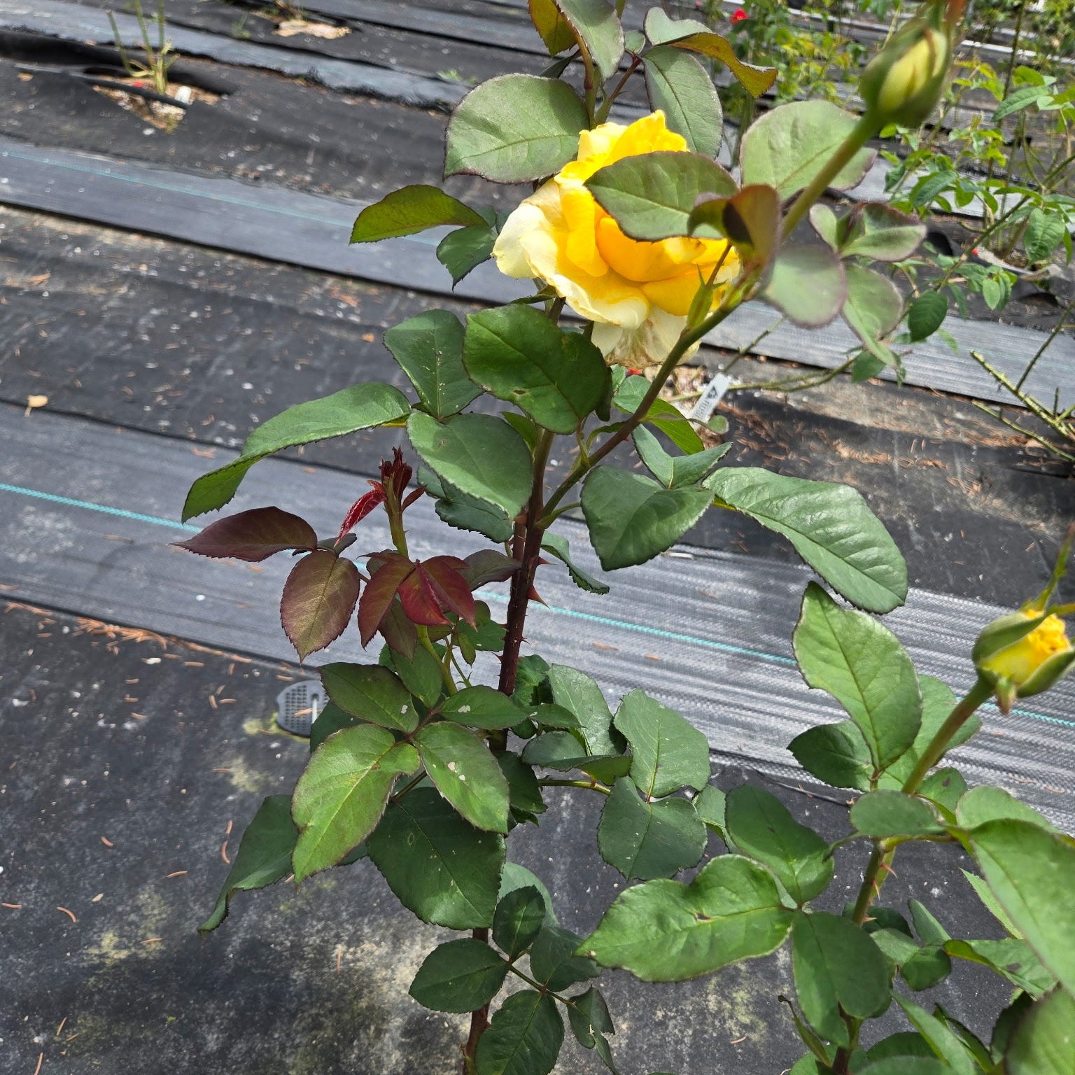 Chantilly Cream (per stem)