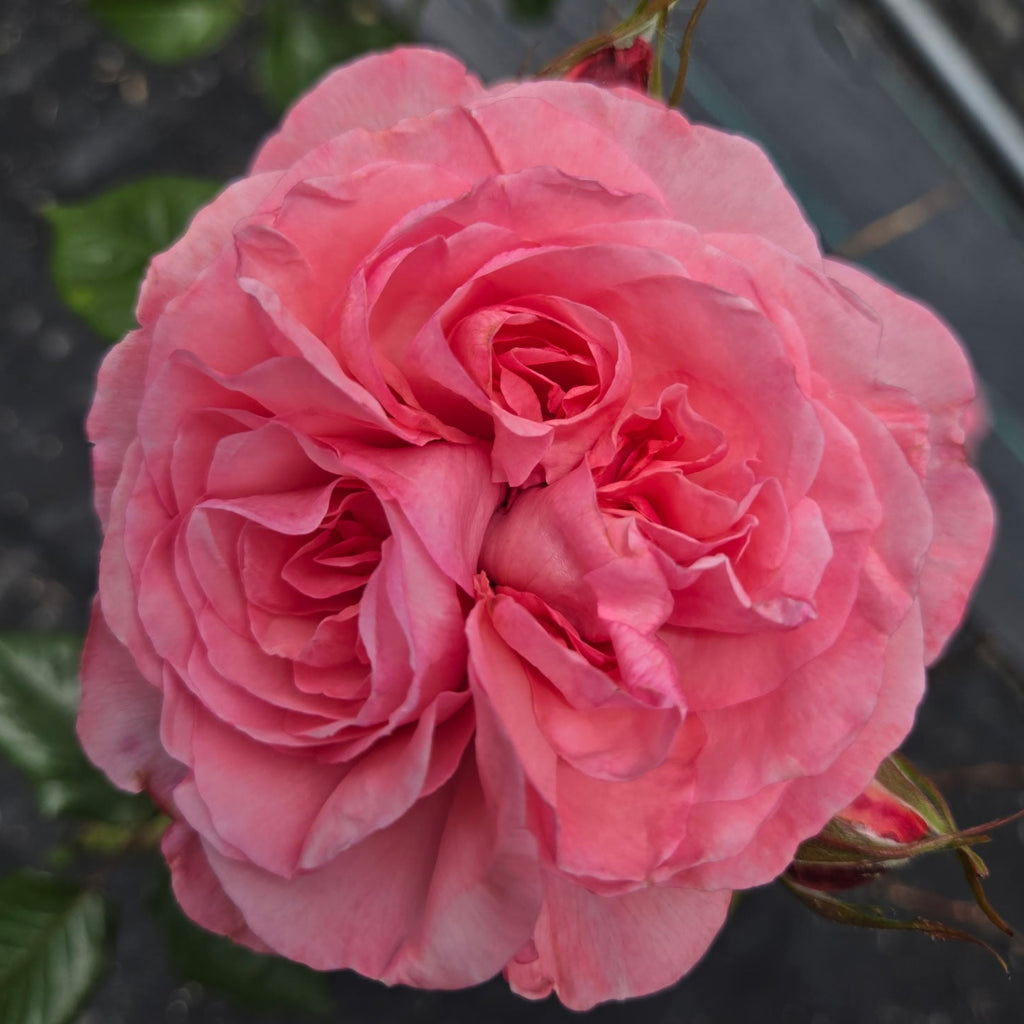 Ball Gown Romantica (per stem)
