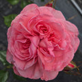 Ball Gown Romantica (per stem)