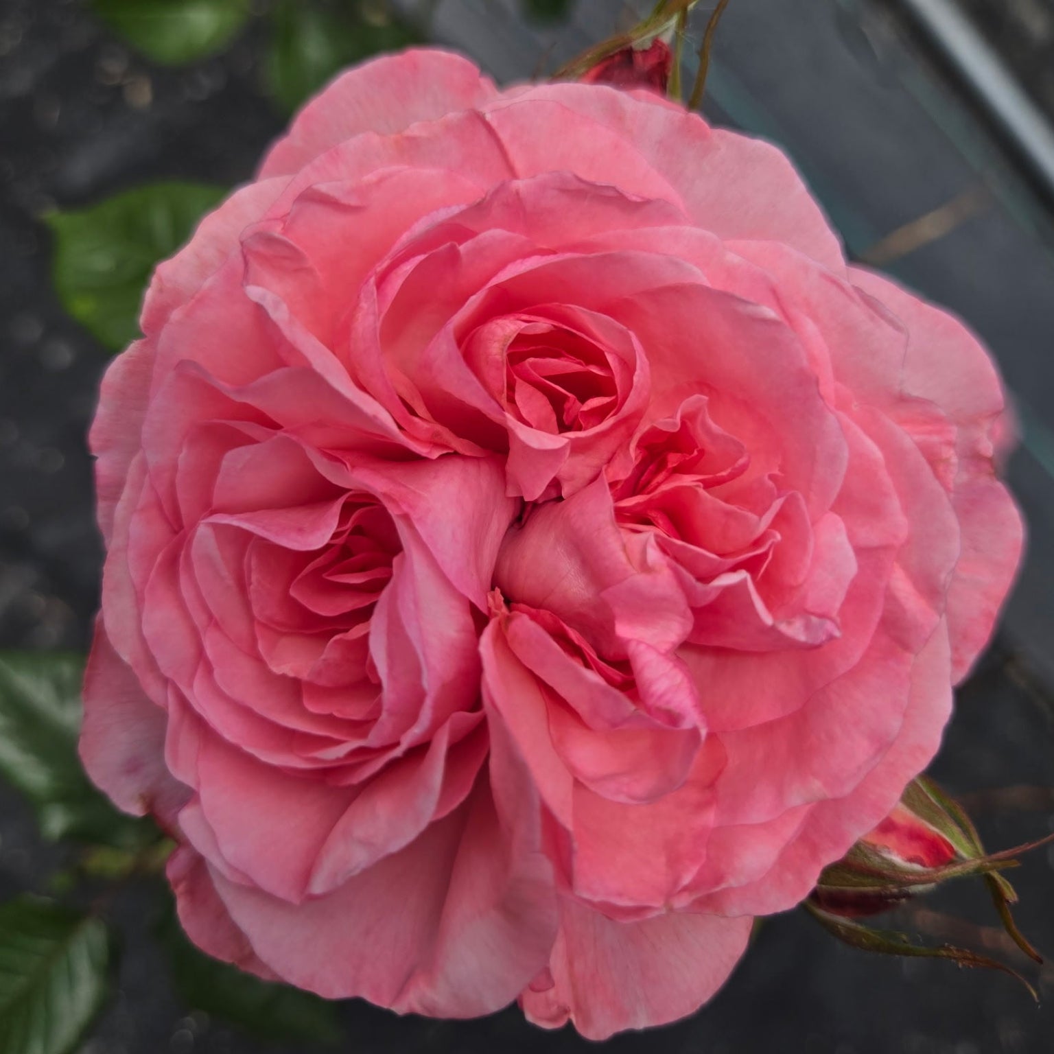 Ball Gown Romantica (per stem)