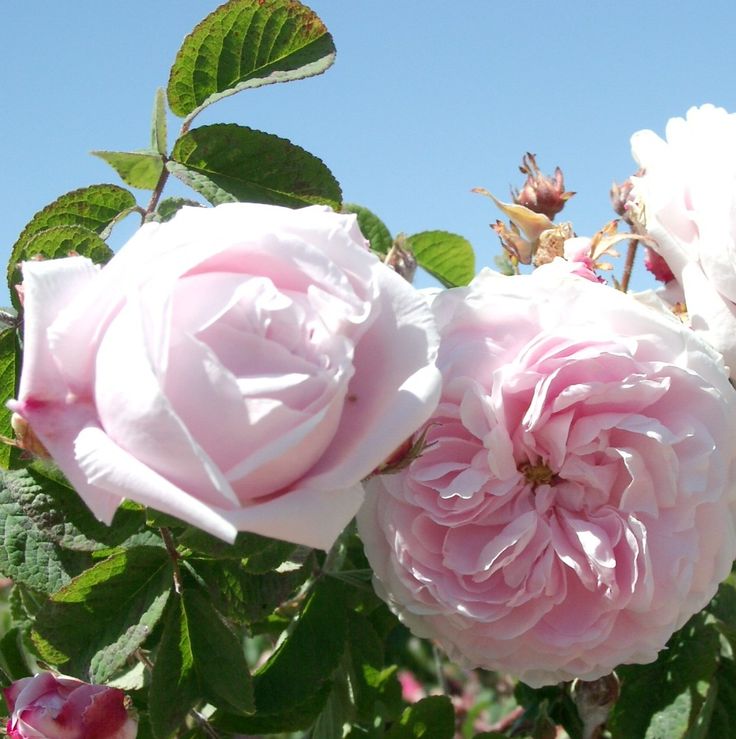 Lady Stuart (per stem)