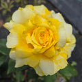 Chantilly Cream (per stem)