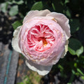 Earth Angel (per stem)
