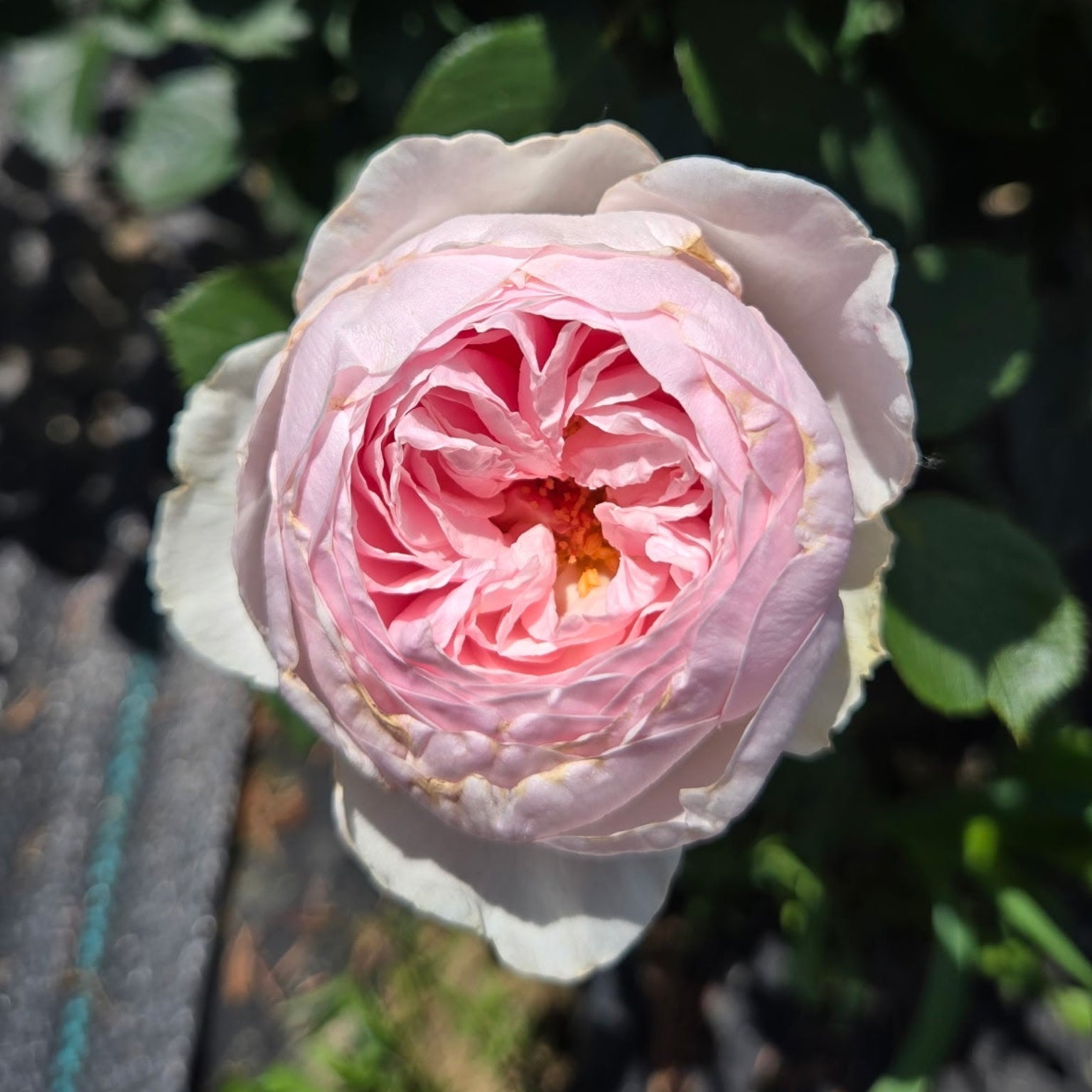 Earth Angel (per stem)