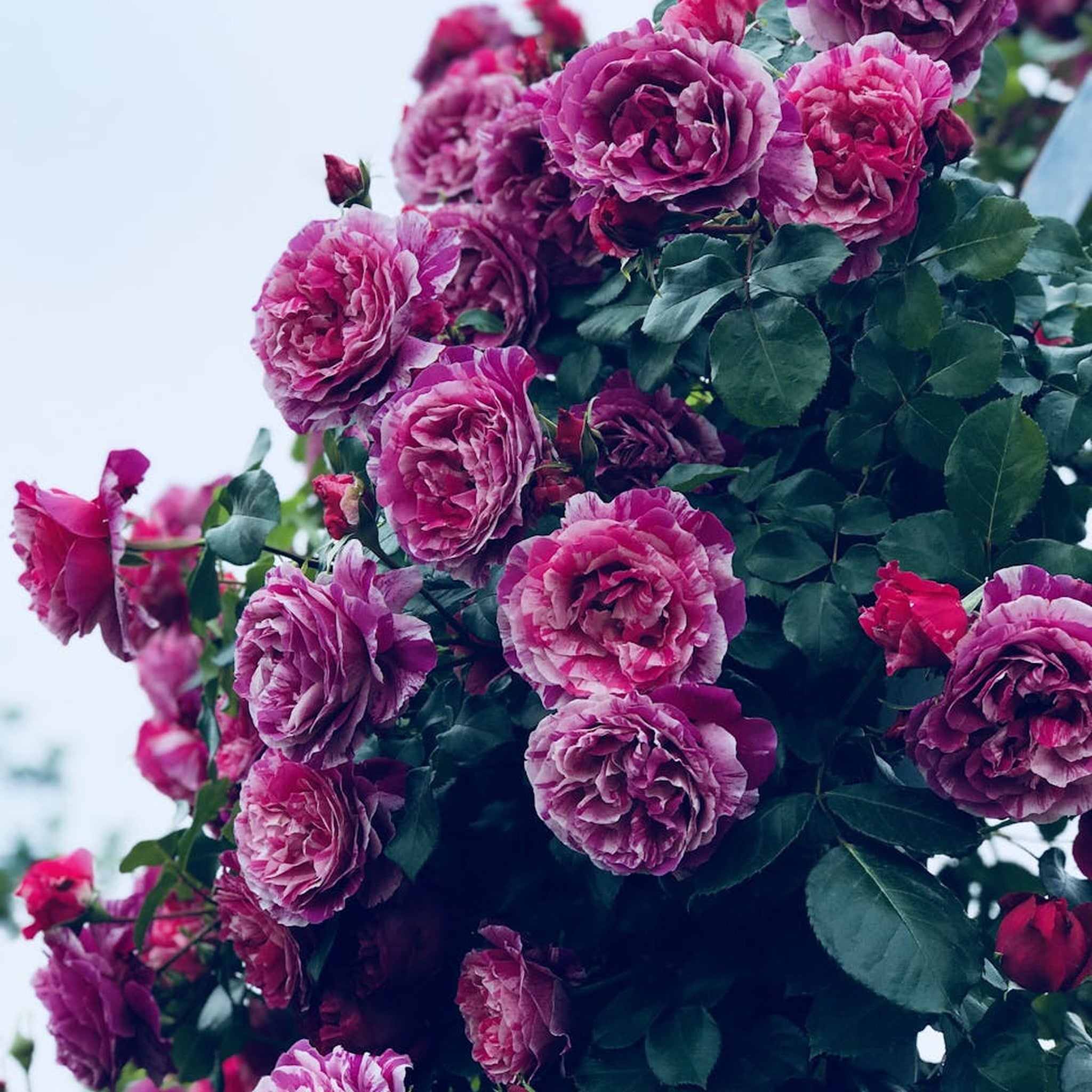 Quicksilver rose, per stem
