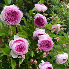 Aunt Margy's Rose (per stem)