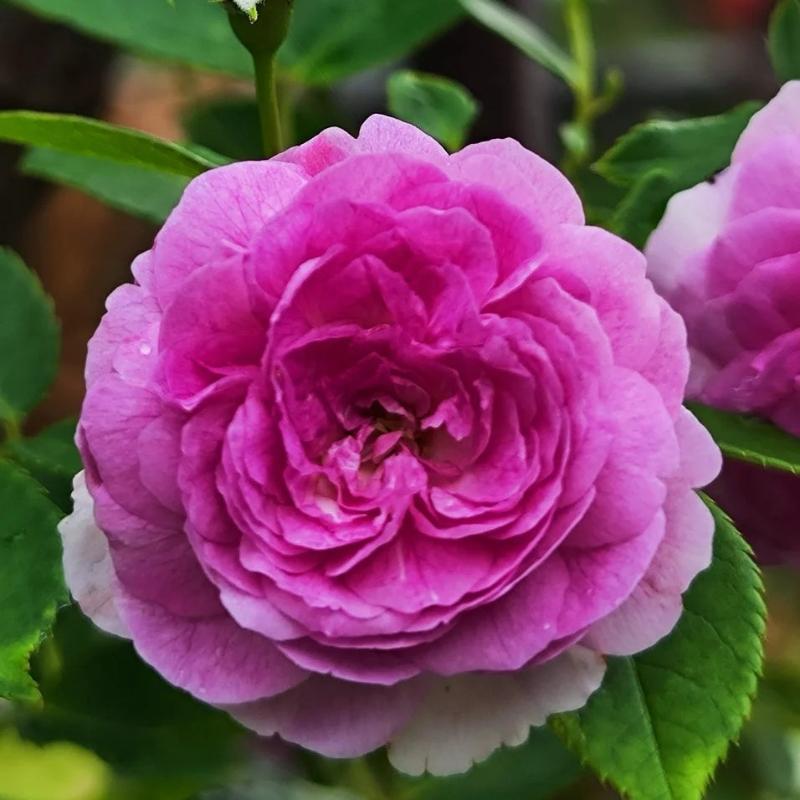 Aunt Margy's Rose (per stem)