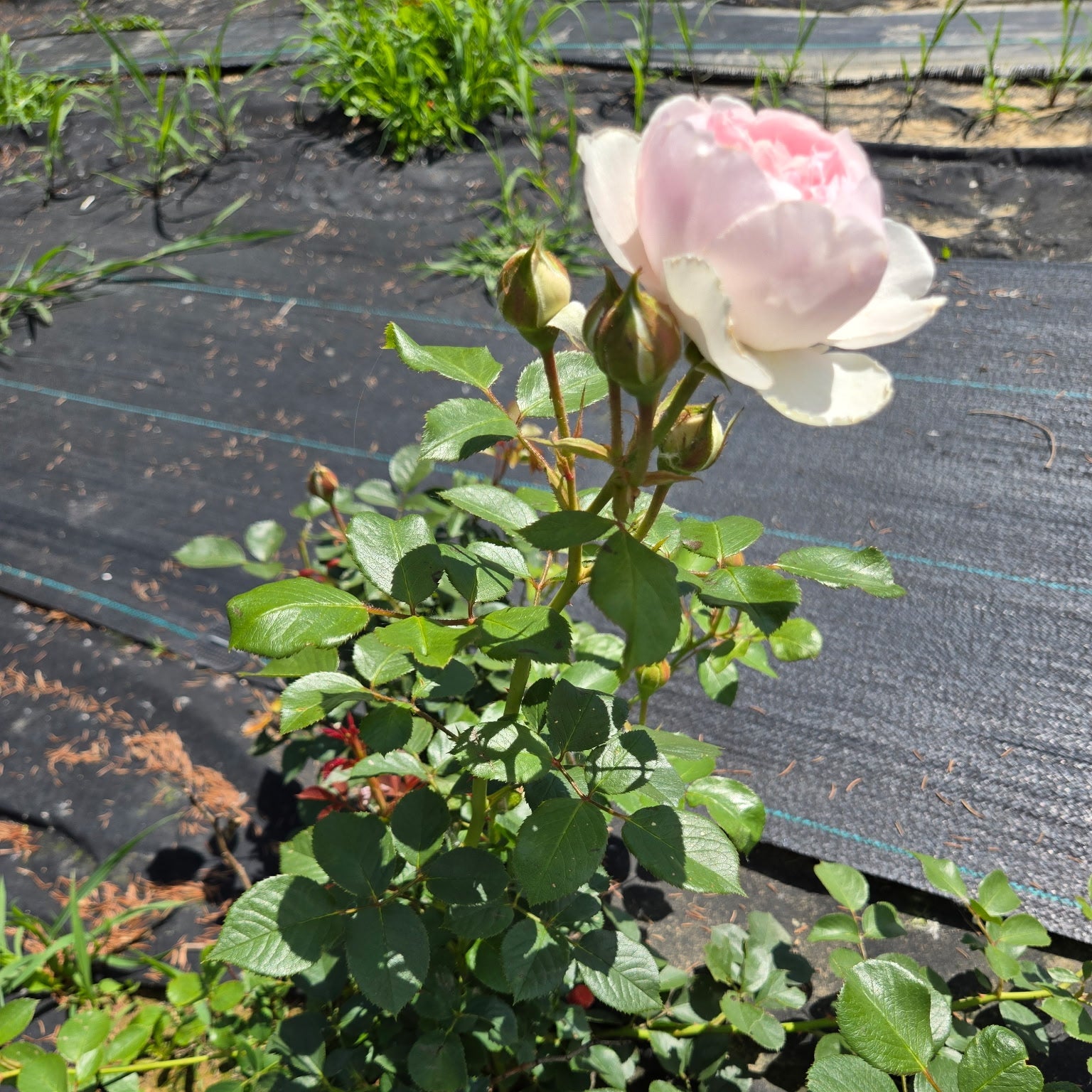 Earth Angel (per stem)