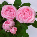 Baroness Rothschild (per stem)