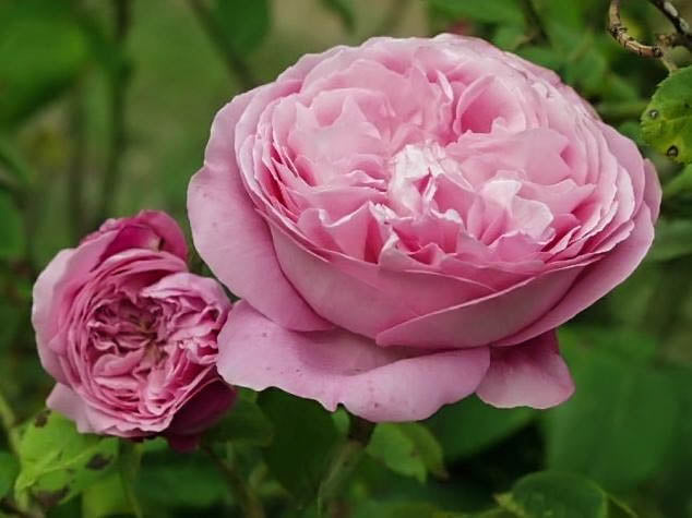 Charles Lawson (per stem)