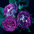 Cosmic Clouds rose, per stem