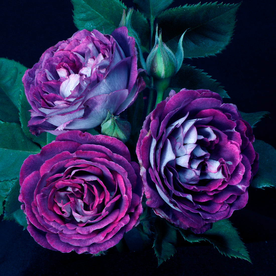 Cosmic Clouds rose, per stem