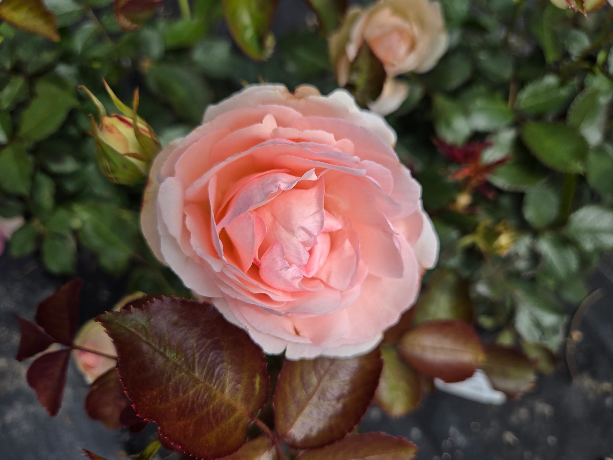 Eden Climber (per stem)