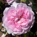 Duchesse de Montebello (per stem)