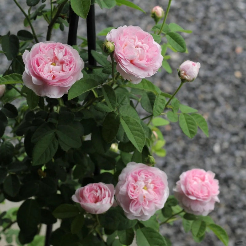 Duchesse de Montebello (per stem)