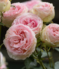 Eden Climber rose, per stem