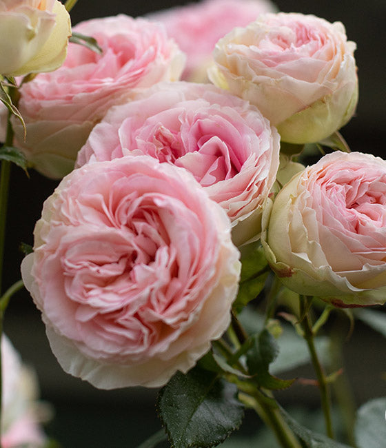 Eden Climber rose, per stem