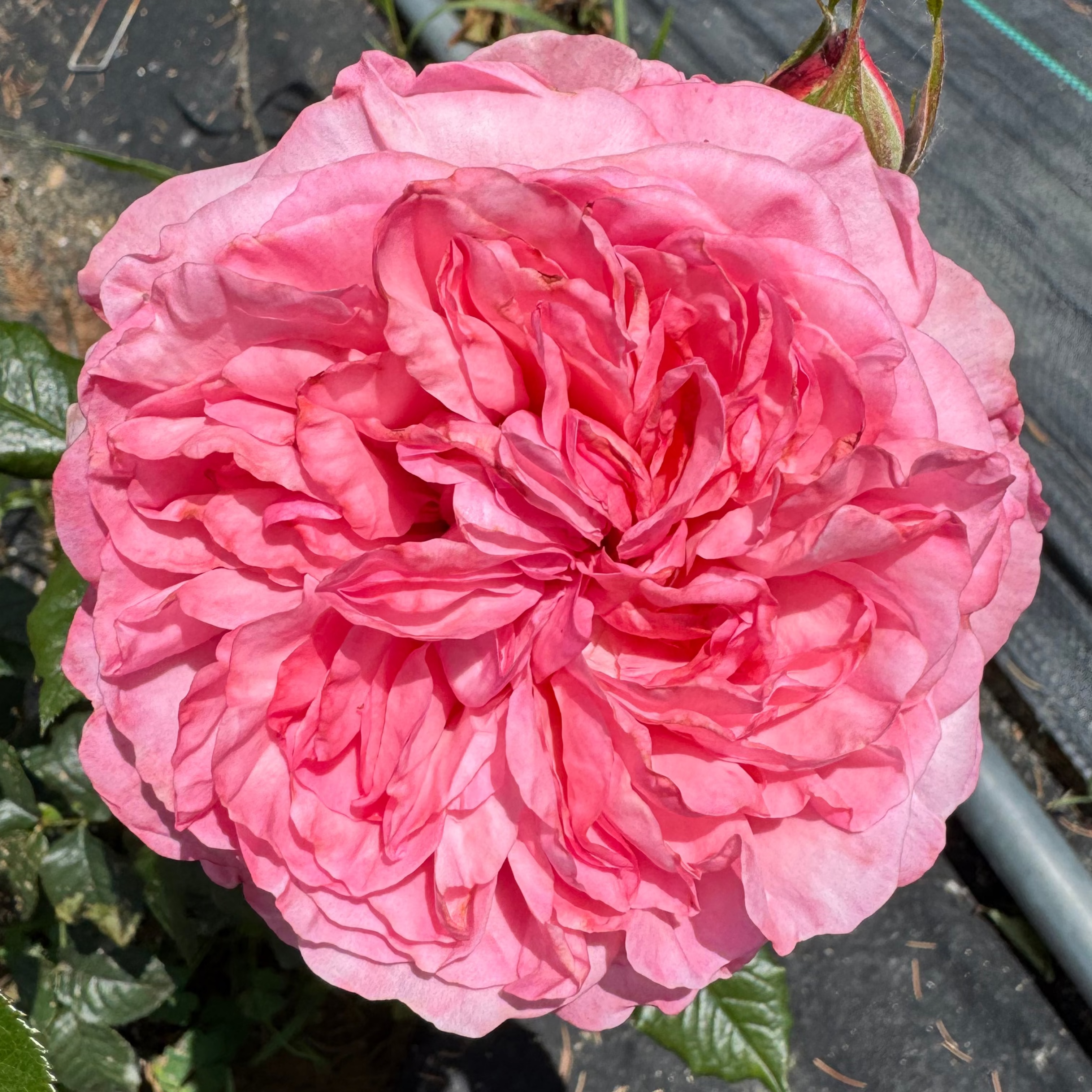 Cherry Parfait (per stem)