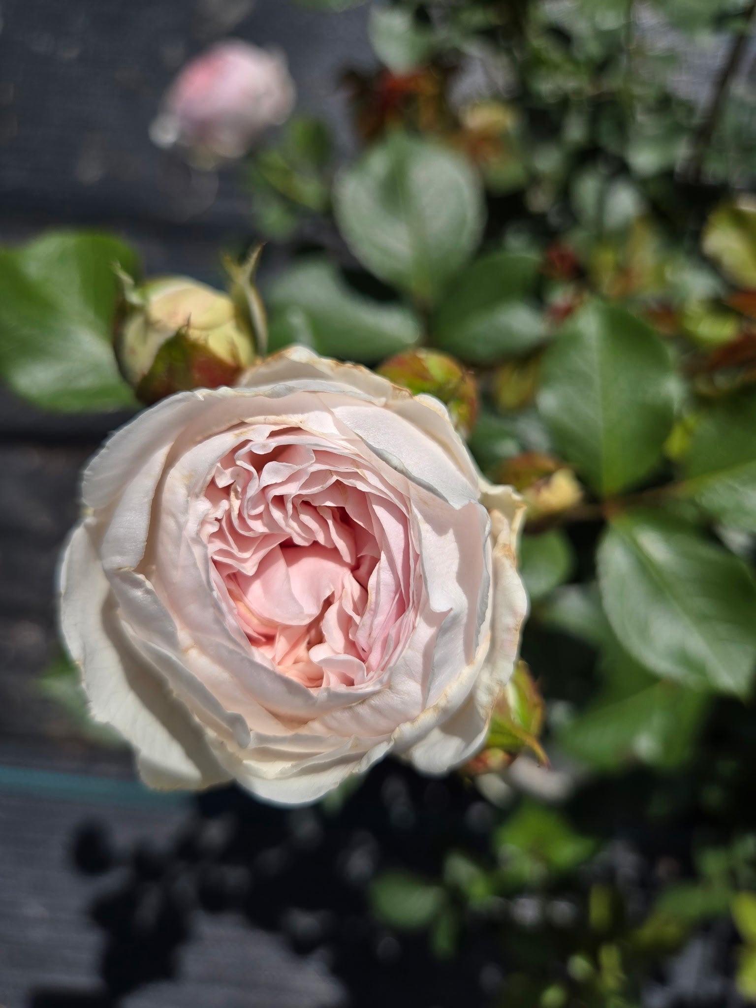 Earth Angel (per stem)