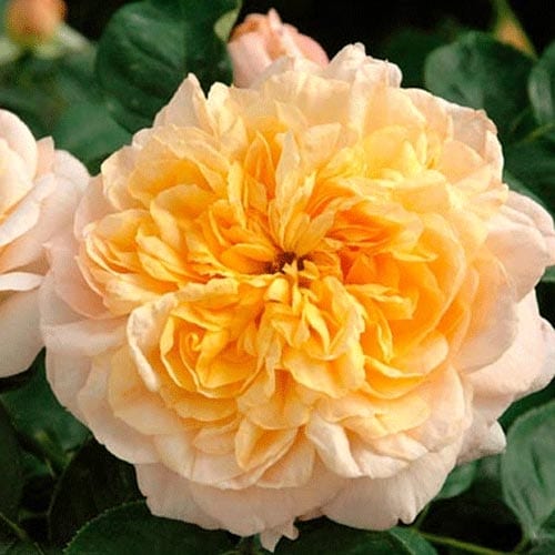 Golden Buddha (per stem)