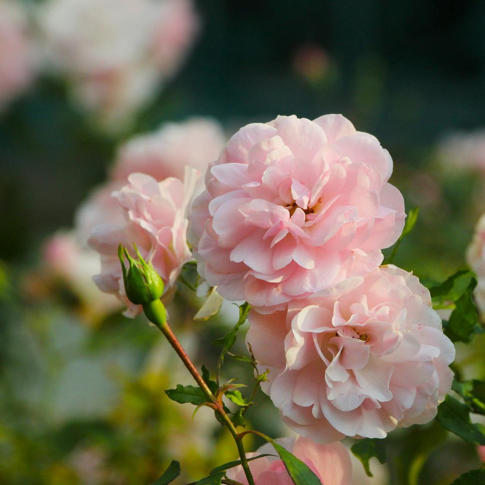 Reminiscent Pink rose, per stem