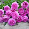 Aunt Margy's Rose (per stem)