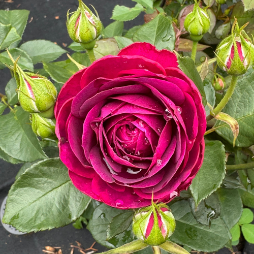 Celestial Night (per stem)